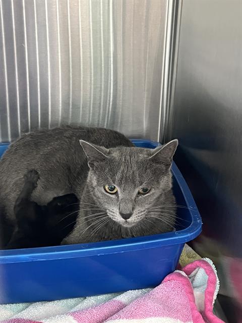 Shelter Stray Female Cat last seen WATZECK WAY, Pearland, TX 77581