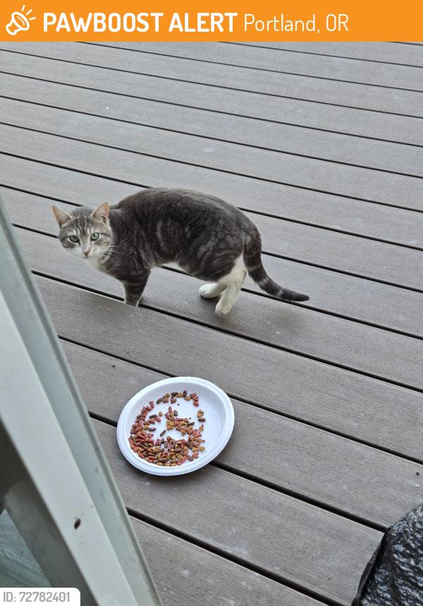 Found/Stray Male Cat last seen Neakahnie ave., Portland, OR 97229