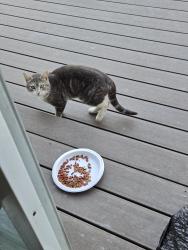 Found/Stray Male Cat last seen Neakahnie ave., Portland, OR 97229