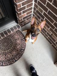 Found/Stray Female Dog last seen Near cupshire drive , Cypress, TX 77433