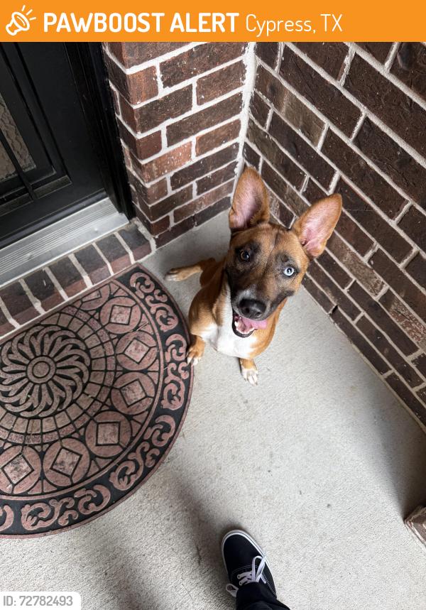 Found/Stray Female Dog last seen Near cupshire drive , Cypress, TX 77433