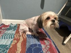 Lost Male Dog last seen  Croft near Hernando elementary school, Inverness, FL 34453