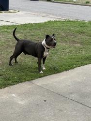Found/Stray Female Dog last seen Sw 55th & douglas, Oklahoma City, OK 73179