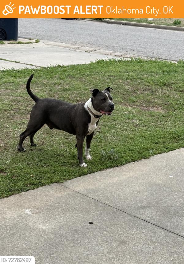 Found/Stray Female Dog last seen Sw 55th & douglas, Oklahoma City, OK 73179