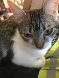 Lost Female Cat last seen West Airport Dr and Elmwood Point Lane , Sugar Land, TX 77498