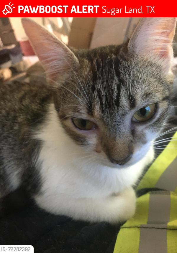 Lost Female Cat last seen West Airport Dr and Elmwood Point Lane , Sugar Land, TX 77498