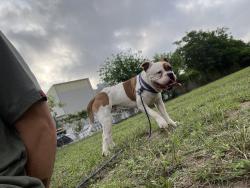 Found/Stray Male Dog last seen Near , San Antonio, TX 78216