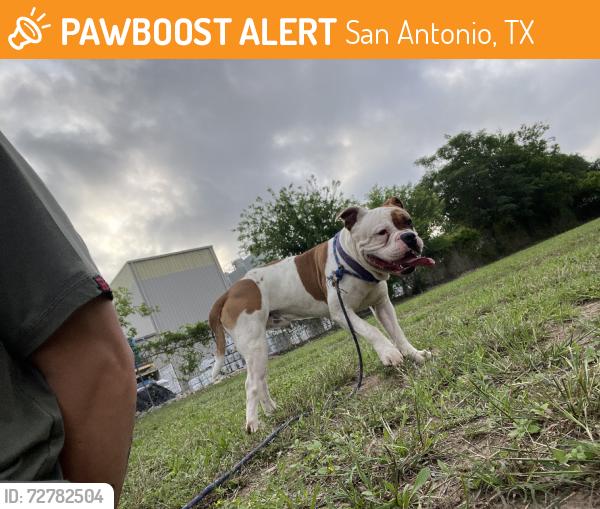 Found/Stray Male Dog last seen Near , San Antonio, TX 78216