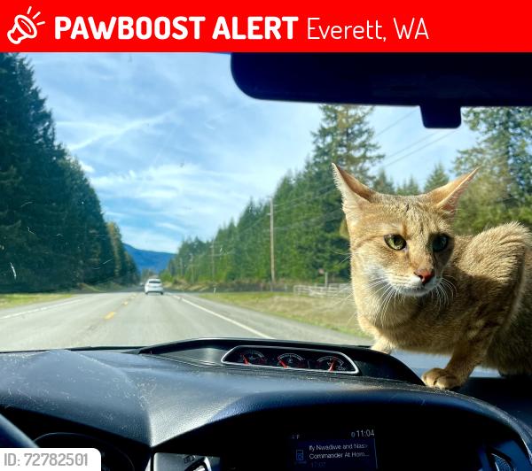 Lost Female Cat last seen Lion’s Park, Everett, WA 98203