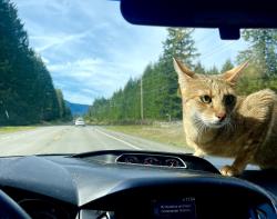 Lost Female Cat last seen Lion’s Park, Everett, WA 98203