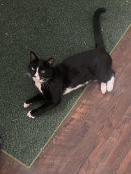 Lost Male Cat last seen Duncans Crossing, Lillington, NC 27546