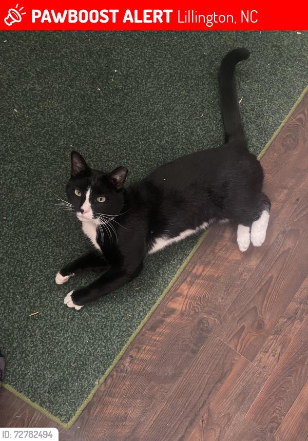 Lost Male Cat last seen Duncans Crossing, Lillington, NC 27546