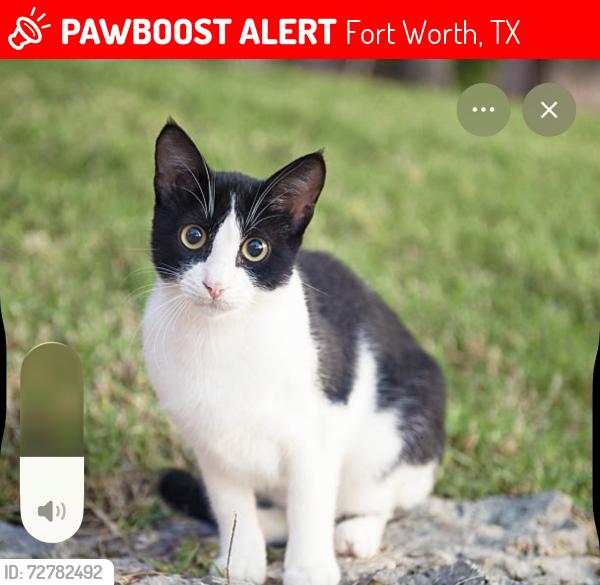 Lost Female Cat last seen Near Alexander Dr Fortworth Tx 76112 , Fort Worth, TX 76112
