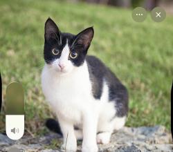 Lost Female Cat last seen Near Alexander Dr Fortworth Tx 76112 , Fort Worth, TX 76112