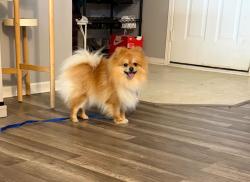 Found/Stray Male Dog last seen Action and Maze Road, Indianapolis, IN 46259