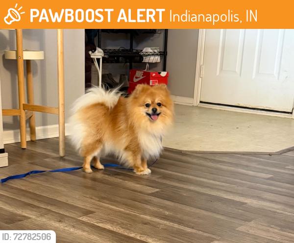 Found/Stray Male Dog last seen Action and Maze Road, Indianapolis, IN 46259
