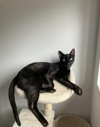 Lost Male Cat last seen Harlton Cambridge , Harlton, England CB23