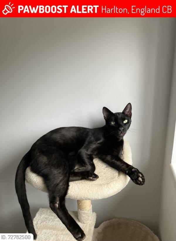 Lost Male Cat last seen Harlton Cambridge , Harlton, England CB23