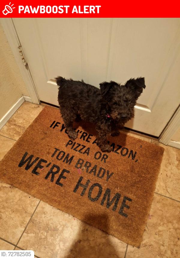 Lost Female Dog last seen Bethany  and Dysart , Maricopa County, AZ 85340