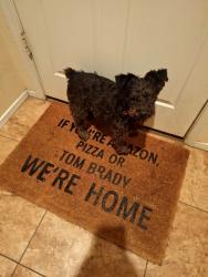 Lost Female Dog last seen Bethany  and Dysart , Maricopa County, AZ 85340
