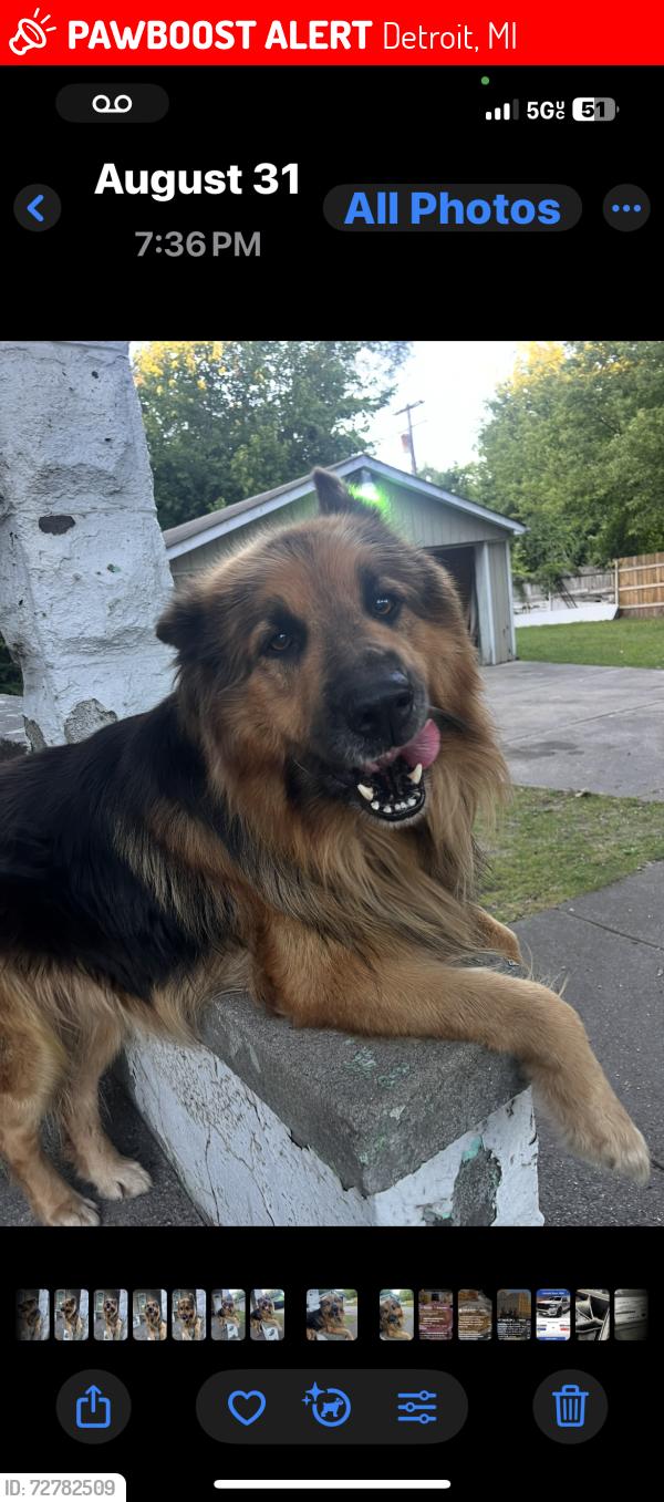 Lost Male Dog last seen Dearborn and thaddeus, Detroit, MI 48209