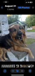 Lost Male Dog last seen Dearborn and thaddeus, Detroit, MI 48209