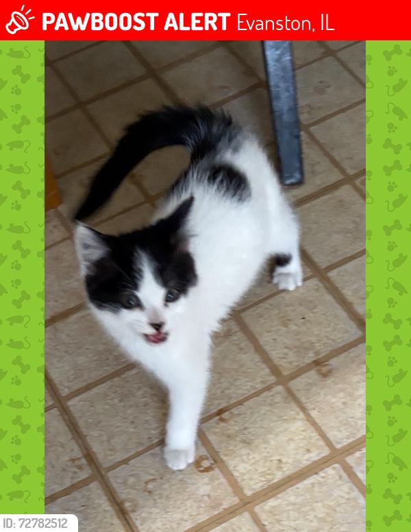 Lost Female Cat last seen Oakton and Florence, Evanston, Ill., Evanston, IL 60202
