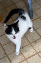 Lost Female Cat last seen Oakton and Florence, Evanston, Ill., Evanston, IL 60202