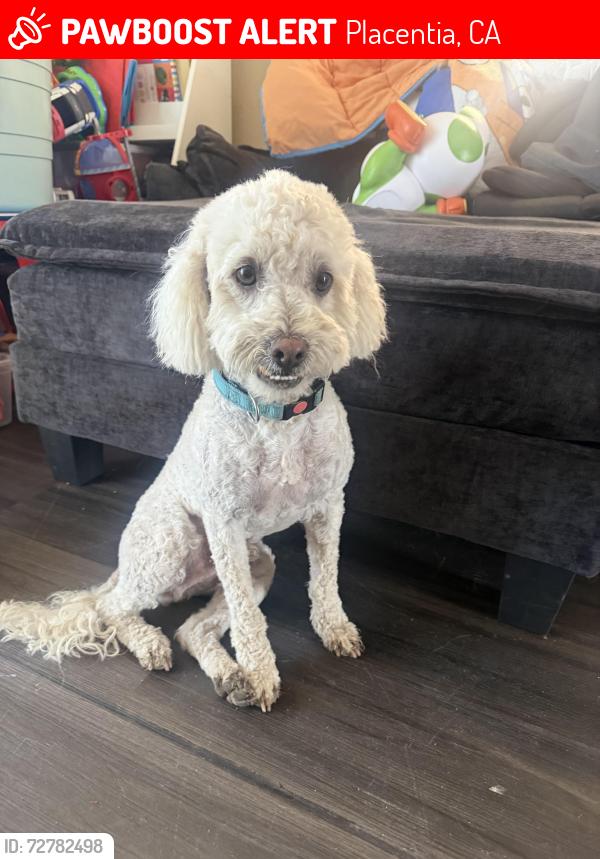 Lost Female Dog last seen Cypress and La Jolla St , Placentia, CA 92870