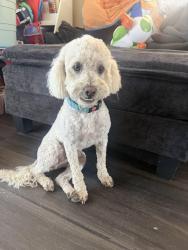 Lost Female Dog last seen Cypress and La Jolla St , Placentia, CA 92870