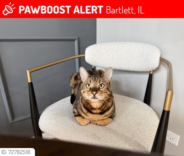 Lost Male Cat last seen Bartlett , Bartlett, IL 60103