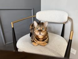 Lost Male Cat last seen Bartlett , Bartlett, IL 60103