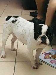 Lost Female Dog last seen Near Cedar Ave 78526, Brownsville, TX 78526