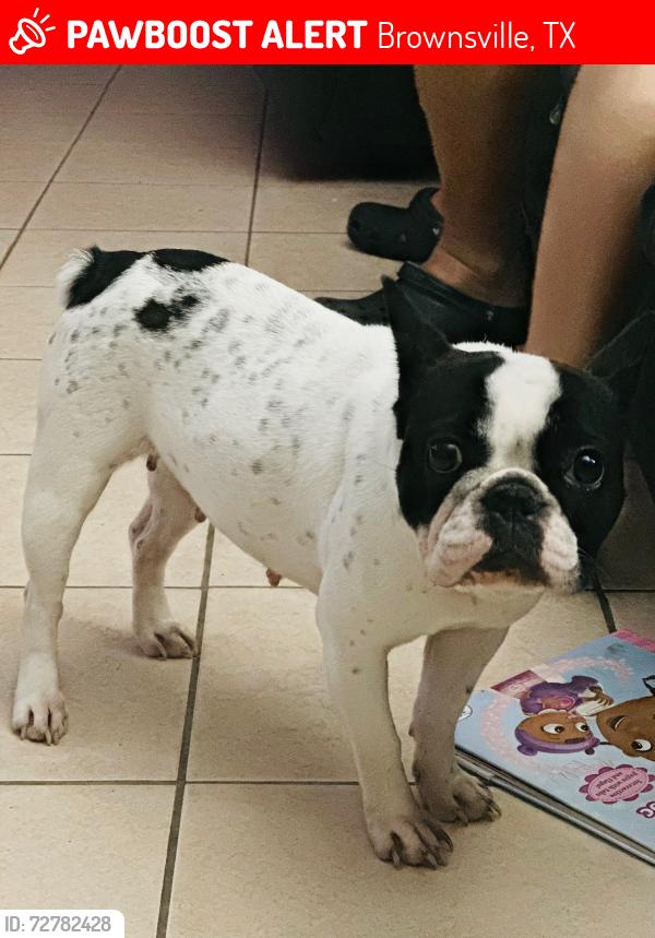 Lost Female Dog last seen Near Cedar Ave 78526, Brownsville, TX 78526