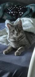 Lost Male Cat last seen Crestmead park , Crestmead, QLD 4132