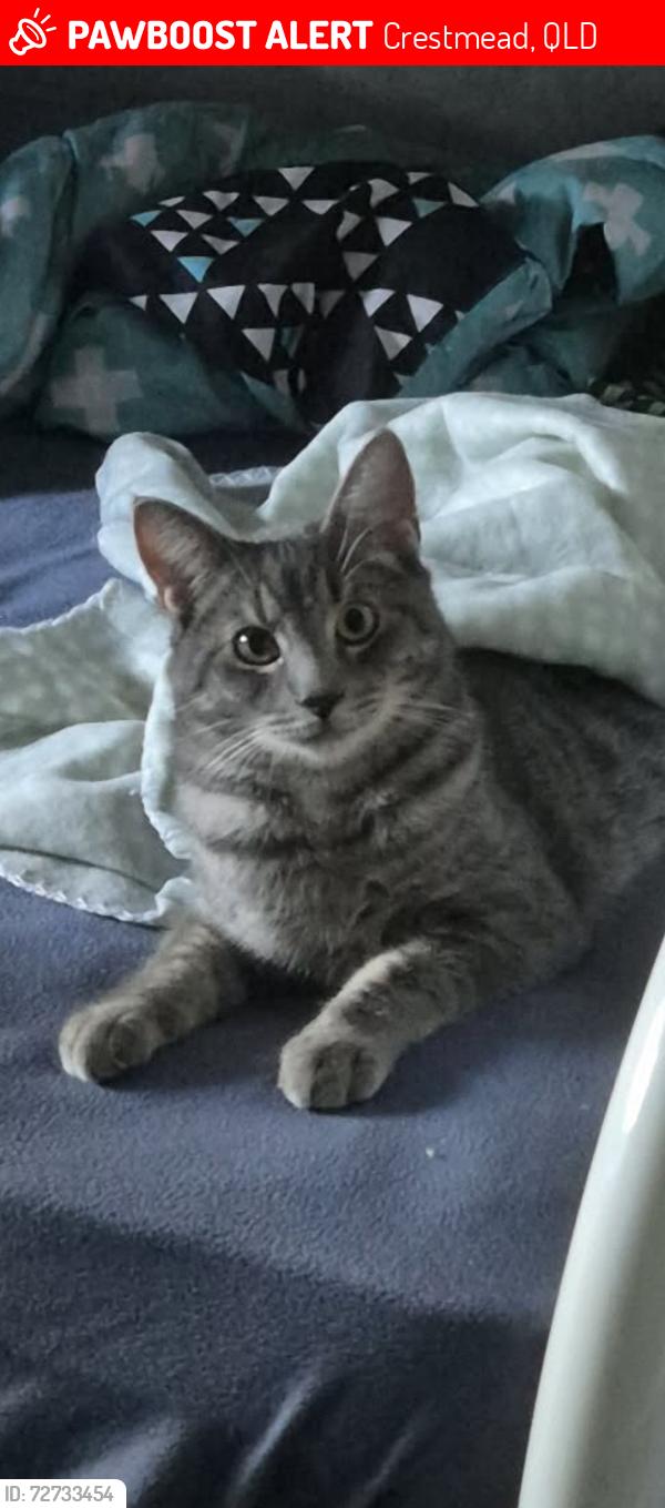 Lost Male Cat last seen Crestmead park , Crestmead, QLD 4132