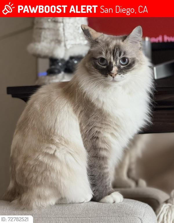 Lost Female Cat last seen Market Street & 47th Street, San Diego, CA 92102