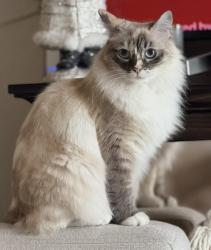 Lost Female Cat last seen Market Street & 47th Street, San Diego, CA 92102