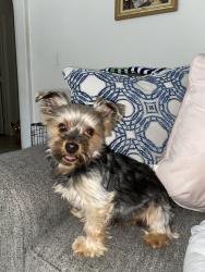 Lost Male Dog last seen Jones and Washington , Las Vegas, NV 89107