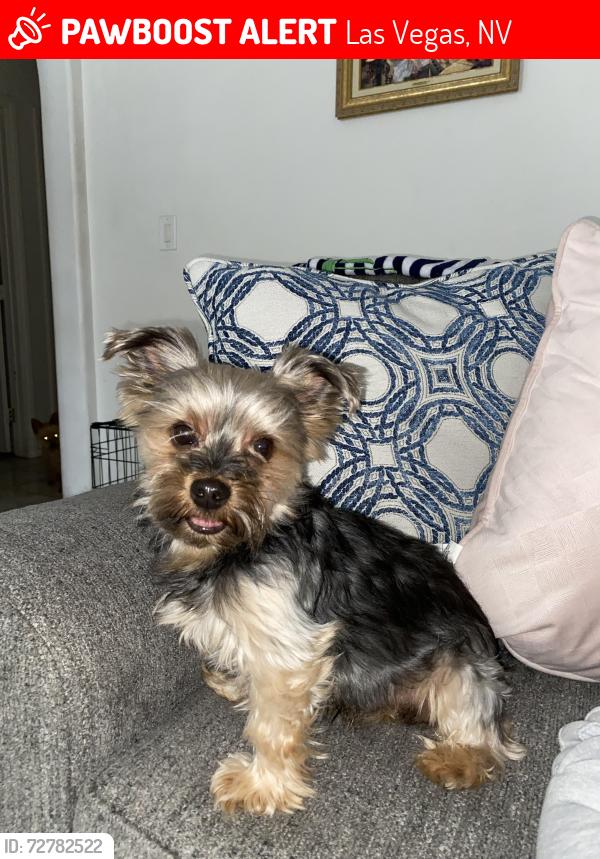 Lost Male Dog last seen Jones and Washington , Las Vegas, NV 89107