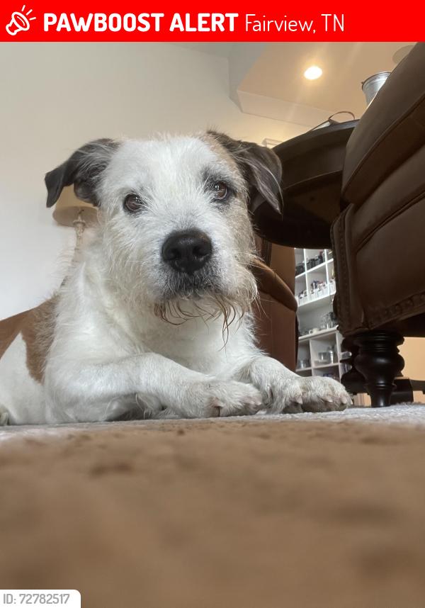 Lost Male Dog last seen Sugar camp  hollow and crow cut, Fairview, TN 37062