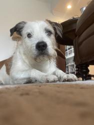 Lost Male Dog last seen Sugar camp  hollow and crow cut, Fairview, TN 37062