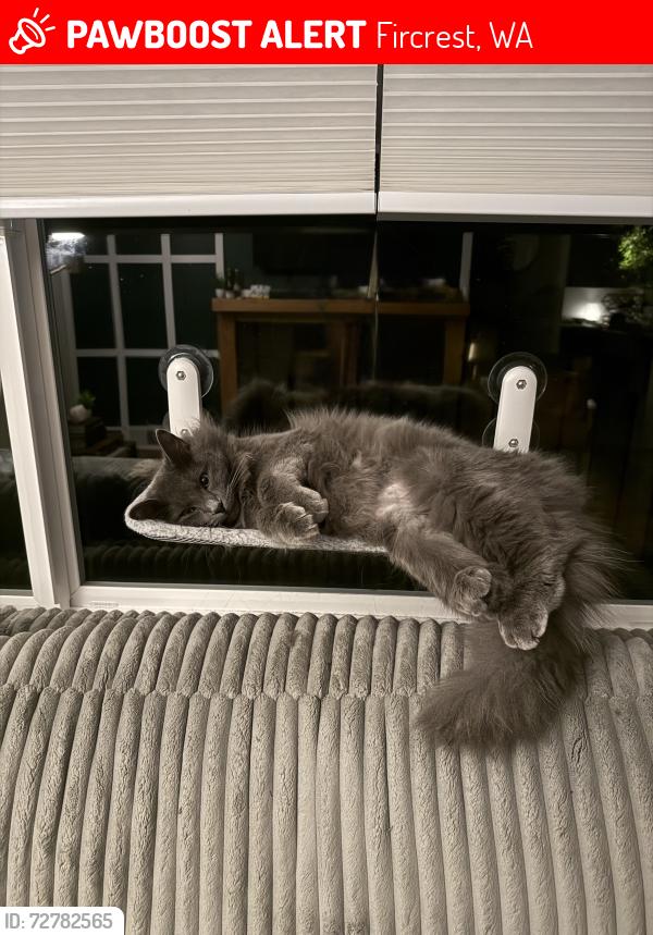 Lost Male Cat last seen Golden Gate Avenue, Summit, Stanford, Fircrest, WA 98466