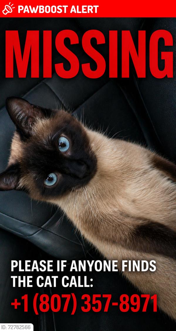 Lost Male Cat last seen If any one see this cat and call to me I will give them 200$, Thunder Bay, ON P7B 6J6