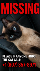 Lost Male Cat last seen If any one see this cat and call to me I will give them 200$, Thunder Bay, ON P7B 6J6