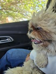 Found/Stray Male Dog last seen Chico and Jane, Albuquerque, NM 87123