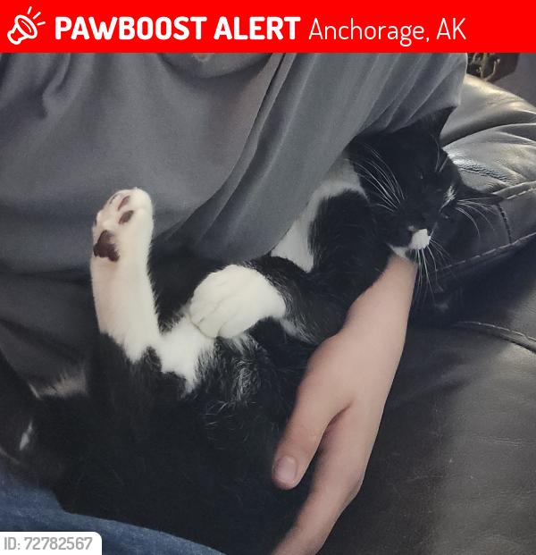 Lost Male Cat last seen Hillcrest and 1st Street in Eagle River, Anchorage, AK 99577