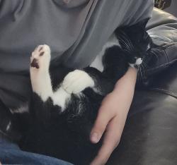 Lost Male Cat last seen Hillcrest and 1st Street in Eagle River, Anchorage, AK 99577