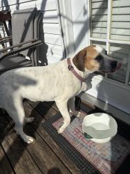 Found/Stray Unknown Dog last seen Near Hiram ct, Spring Hill, TN 37174
