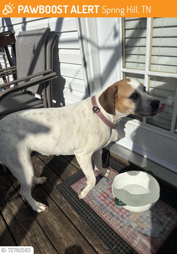 Found/Stray Unknown Dog last seen Near Hiram ct, Spring Hill, TN 37174